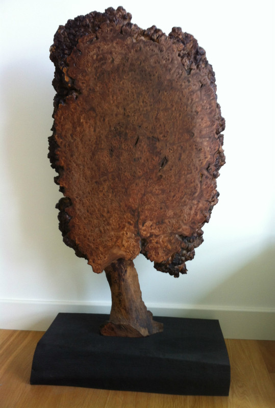 Burr Elm Tree 2 by Suzanne Hodgson